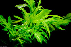 هیگرفیلا ویستریا